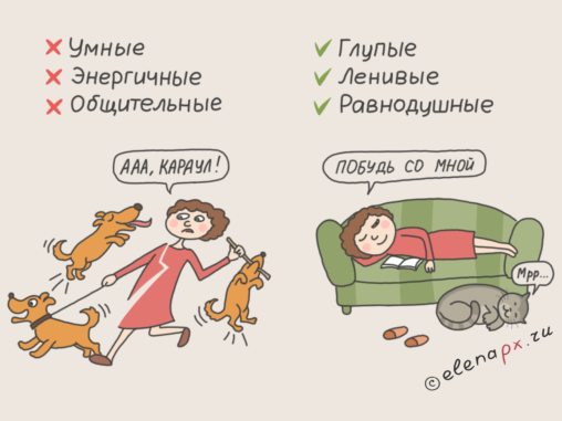 Собаки и кошки